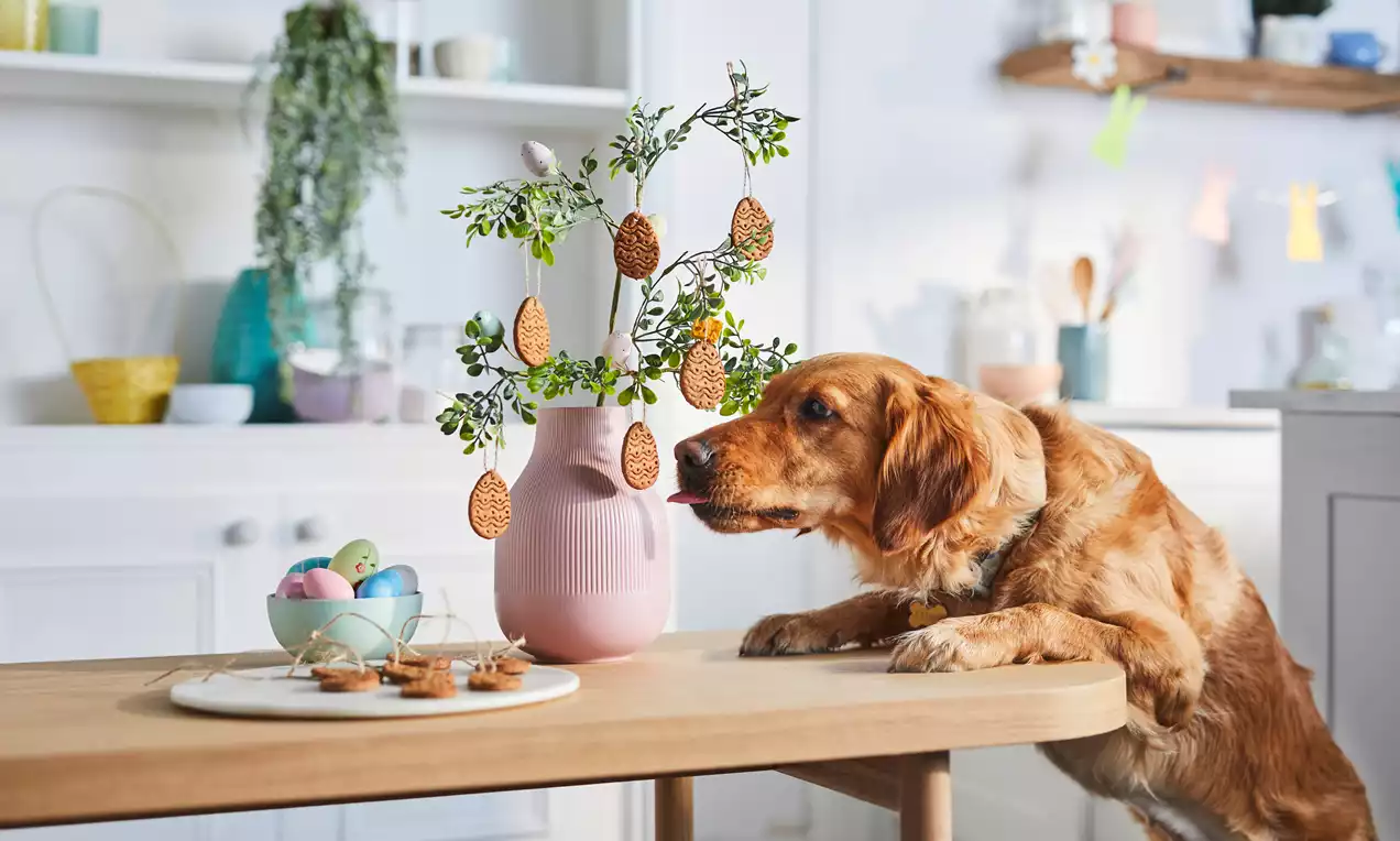 Golden retriever leaning on a wooden table, sniffing an Easter biscuit shaped as an egg on a plate near a pink vase with decorated branches